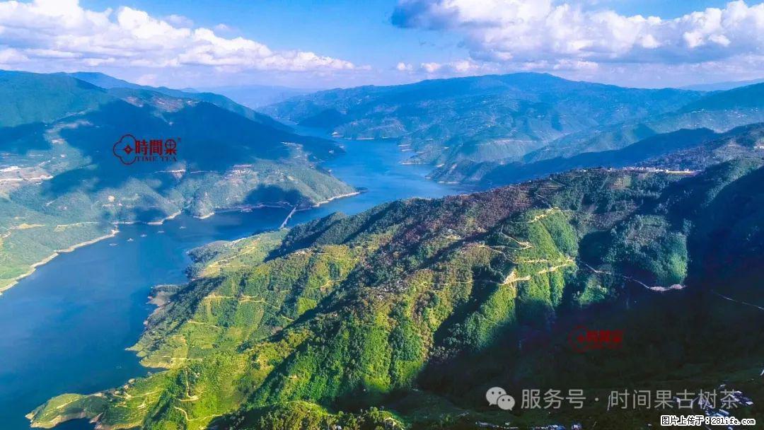 时间果百年古树龙珠普洱生茶 - 购物交流 - 阿里生活社区 - 阿里28生活网 al.28life.com