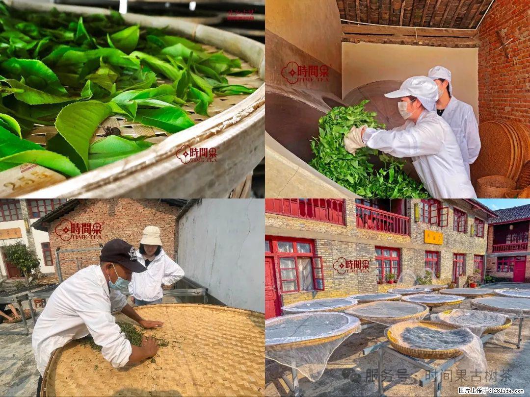 时间果百年古树龙珠普洱生茶 - 购物交流 - 阿里生活社区 - 阿里28生活网 al.28life.com