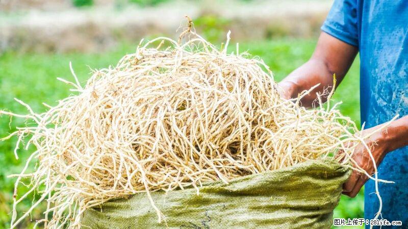 堪称“最难吃”的蔬菜，却是 “抗辐射神器”，还能护肺、清热、止咳化痰！ - 阿里生活资讯 - 阿里28生活网 al.28life.com