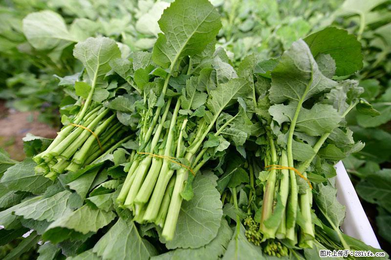 这些蔬菜是“天然钙片”，这6种被医生重点推荐 - 阿里生活资讯 - 阿里28生活网 al.28life.com